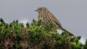 Dunnock