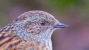 Accentors