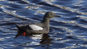 Black Guillemot