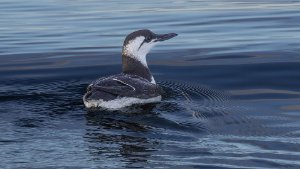 Guillemot