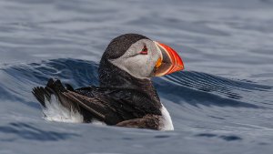 Puffin