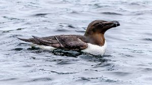 Razorbill