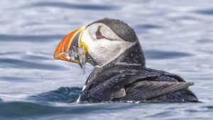 Auks