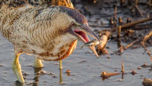 Bittern