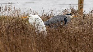 Grey Heron