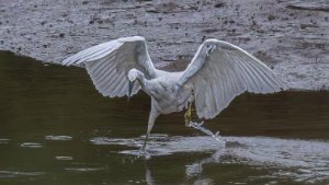 Little Egret