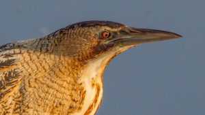 Bitterns, Egrets, Herons
