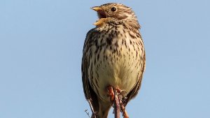 Corn Bunting
