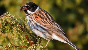 Reed Bunting