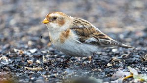 Snow Bunting