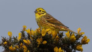 Yellowhammer