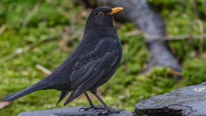 Blackbird