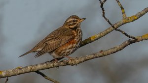 Redwing