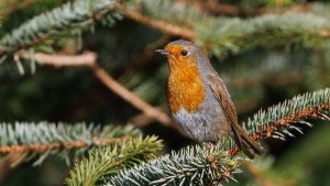 Robin