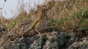 Song Thrush