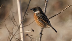 Stonechat
