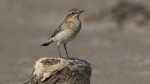 Wheatear