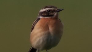Whinchat