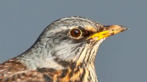 Chats, Thrushes