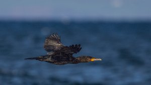 Cormorant