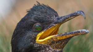 Cormorants, Shags