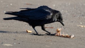 Carrion Crow