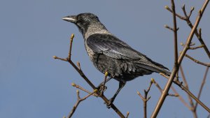Hooded Crow