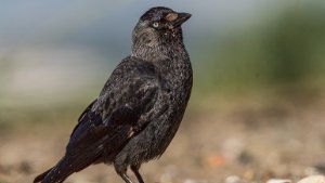 Jackdaw
