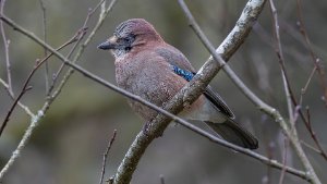 Jay