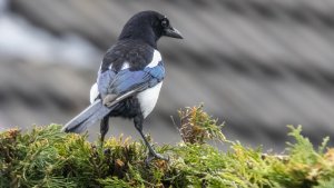 Magpie