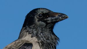 Crows and allies