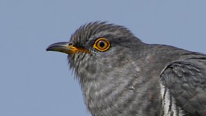 Cuckoos
