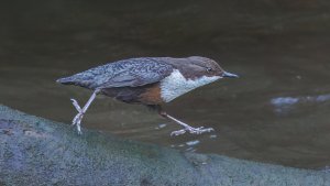 Dipper