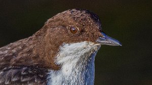 Dippers