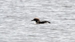 Black-throated Diver