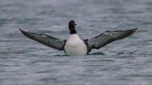 Great Northern Diver