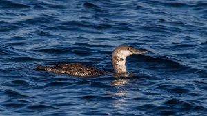 Red-throated Diver