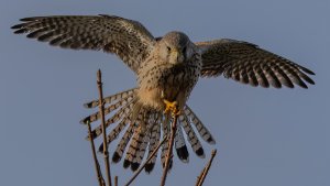 Kestrel