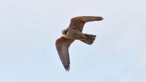 Peregrine
