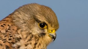 Falcons and allies