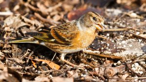 Brambling