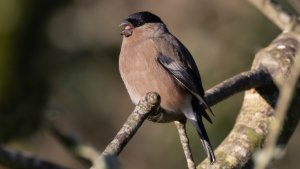 Bullfinch