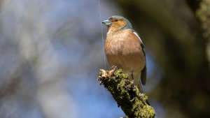 Chaffinch