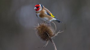 Goldfinch