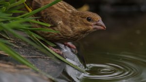 Greenfinch