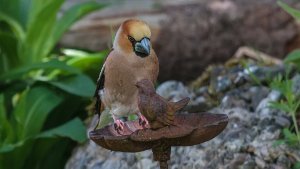 Hawfinch