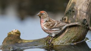 Lesser Redpoll