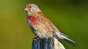 Linnet
