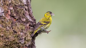 Siskin