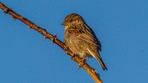 Twite